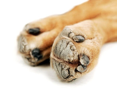 Keep your Pups Paws in their Prime