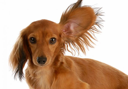 5 Surprising Facts About Dog Ear Body Language