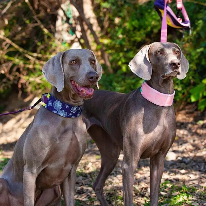 4.5cm Wide Martingale Dog Collar for All Sizes