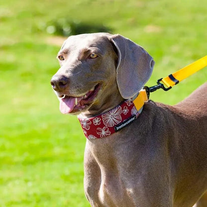 4.5cm Wide Martingale Dog Collar for All Sizes